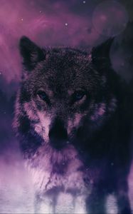 Preview wallpaper wolf, predator, wildlife, photoshop, sight