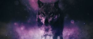 Preview wallpaper wolf, predator, wildlife, photoshop, sight