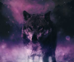 Preview wallpaper wolf, predator, wildlife, photoshop, sight