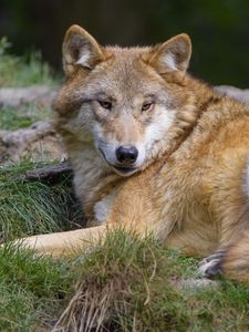 Preview wallpaper wolf, predator, wildlife, glance