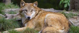 Preview wallpaper wolf, predator, wildlife, glance