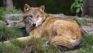 Preview wallpaper wolf, predator, wildlife, glance