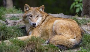 Preview wallpaper wolf, predator, wildlife, glance