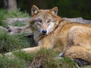 Preview wallpaper wolf, predator, wildlife, glance