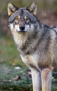 Preview wallpaper wolf, predator, wildlife, animal