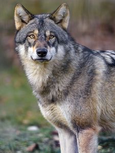 Preview wallpaper wolf, predator, wildlife, animal