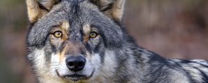 Preview wallpaper wolf, predator, wildlife, animal