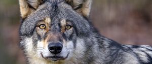 Preview wallpaper wolf, predator, wildlife, animal