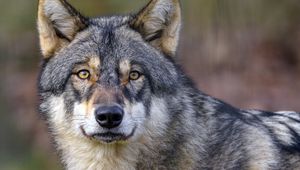 Preview wallpaper wolf, predator, wildlife, animal