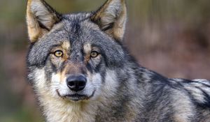 Preview wallpaper wolf, predator, wildlife, animal