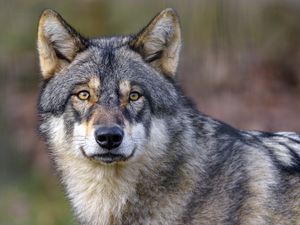 Preview wallpaper wolf, predator, wildlife, animal