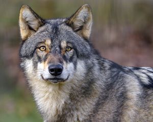 Preview wallpaper wolf, predator, wildlife, animal
