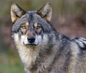 Preview wallpaper wolf, predator, wildlife, animal