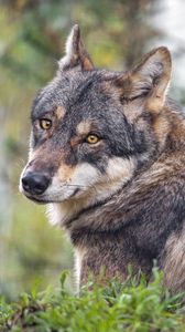 Preview wallpaper wolf, predator, wildlife, grass