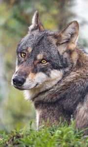 Preview wallpaper wolf, predator, wildlife, grass