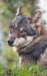 Preview wallpaper wolf, predator, wildlife, grass
