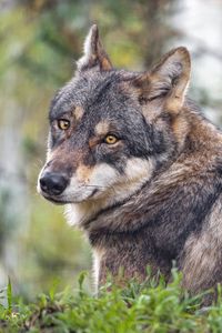 Preview wallpaper wolf, predator, wildlife, grass