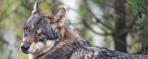 Preview wallpaper wolf, predator, wildlife, grass