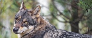 Preview wallpaper wolf, predator, wildlife, grass