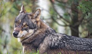 Preview wallpaper wolf, predator, wildlife, grass