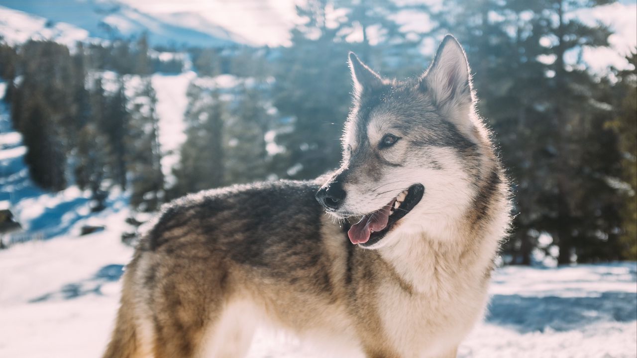 Wallpaper wolf, predator, winter