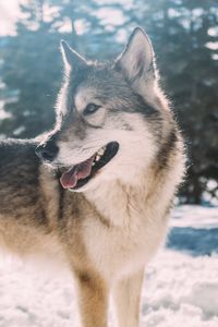 Preview wallpaper wolf, predator, winter