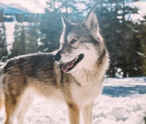 Preview wallpaper wolf, predator, winter