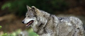 Preview wallpaper wolf, predator, wool