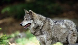 Preview wallpaper wolf, predator, wool