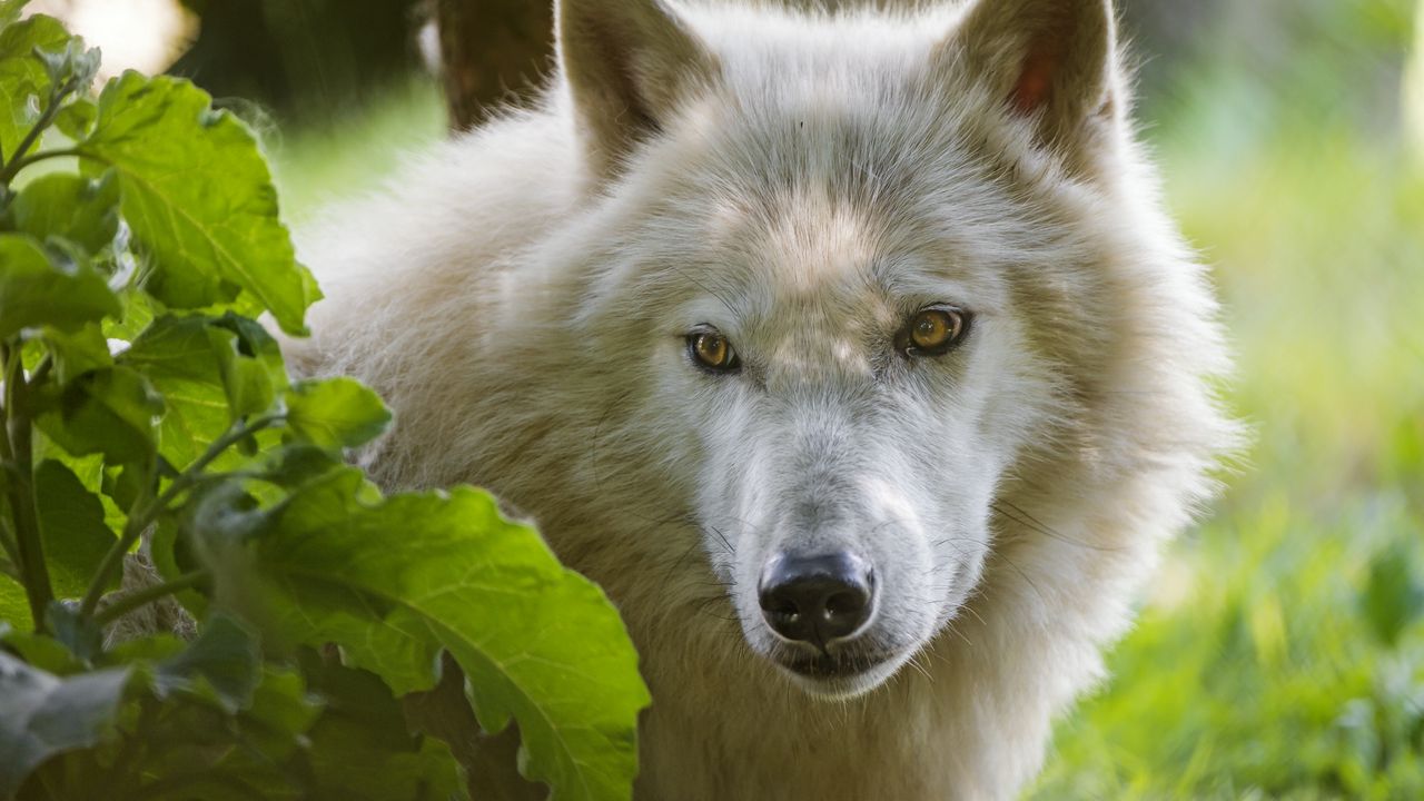 Wallpaper wolf, predatory, view, white