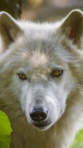 Preview wallpaper wolf, predatory, view, white