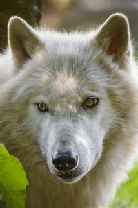 Preview wallpaper wolf, predatory, view, white