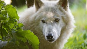 Preview wallpaper wolf, predatory, view, white
