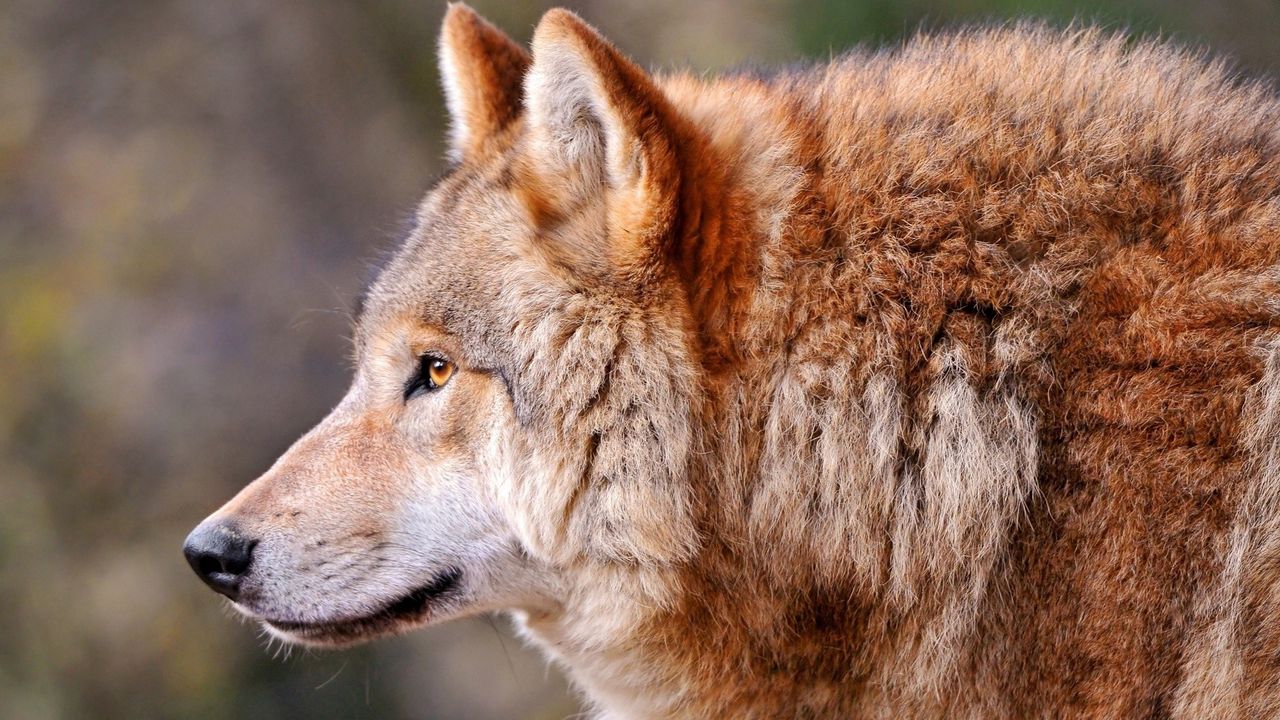 Wallpaper wolf, profile, animal, predator, dog