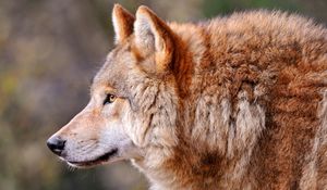 Preview wallpaper wolf, profile, animal, predator, dog