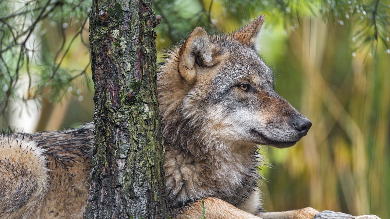 Wallpaper wolf, profile, predator, wild