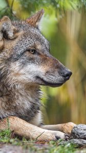 Preview wallpaper wolf, profile, predator, wild
