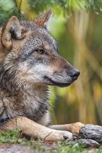 Preview wallpaper wolf, profile, predator, wild