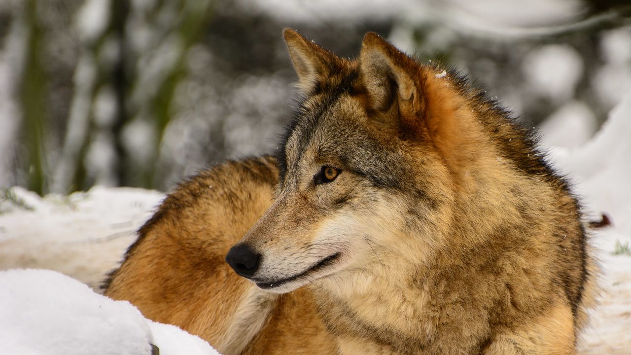 Wallpaper wolf, profile, predator