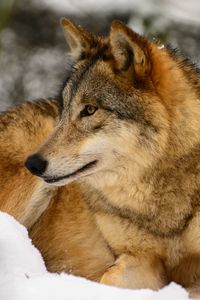 Preview wallpaper wolf, profile, predator