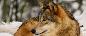 Preview wallpaper wolf, profile, predator