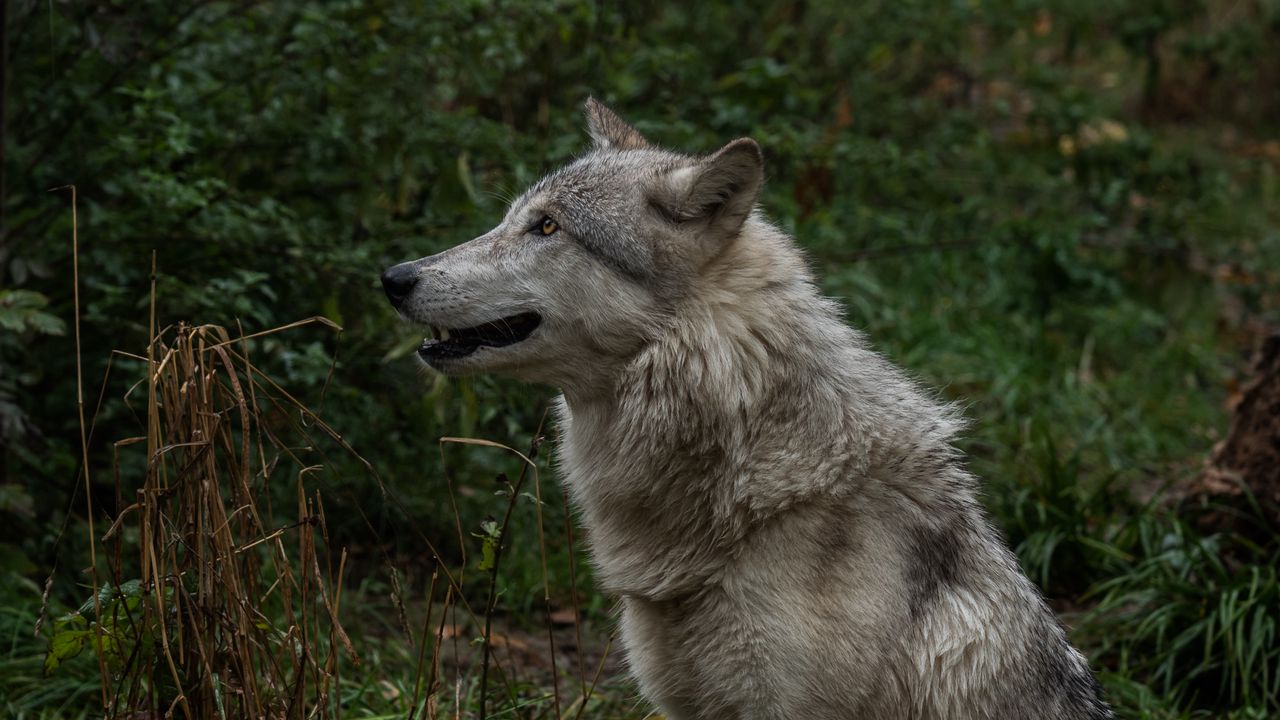 Wallpaper wolf, profile, predator, fangs