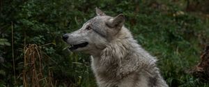 Preview wallpaper wolf, profile, predator, fangs