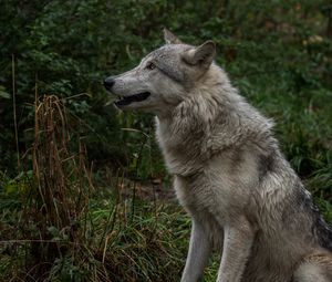 Preview wallpaper wolf, profile, predator, fangs
