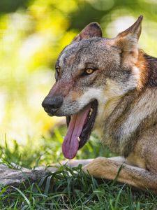 Preview wallpaper wolf, protruding tongue, animal, predator, grass