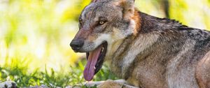 Preview wallpaper wolf, protruding tongue, animal, predator, grass