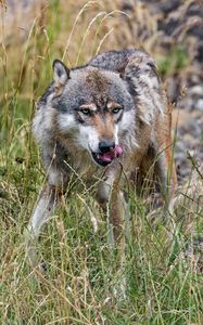 Preview wallpaper wolf, protruding tongue, predator, wild, grass