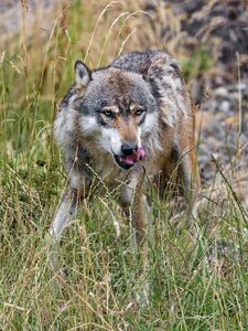 Preview wallpaper wolf, protruding tongue, predator, wild, grass