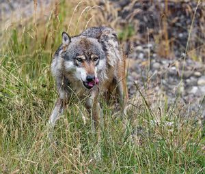 Preview wallpaper wolf, protruding tongue, predator, wild, grass