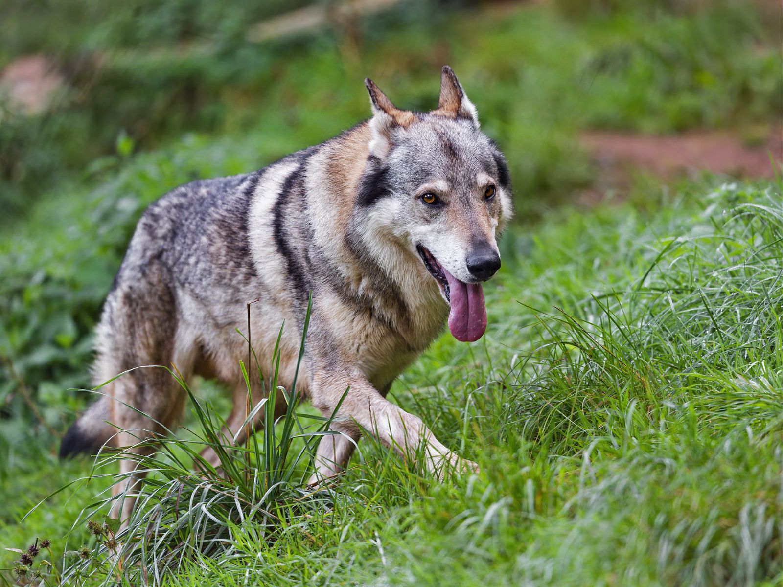 Download wallpaper 1600x1200 wolf, protruding tongue, predator, grass ...